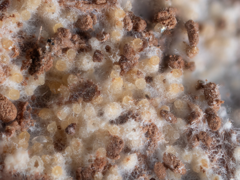 Sporophagomyces chrysostomus